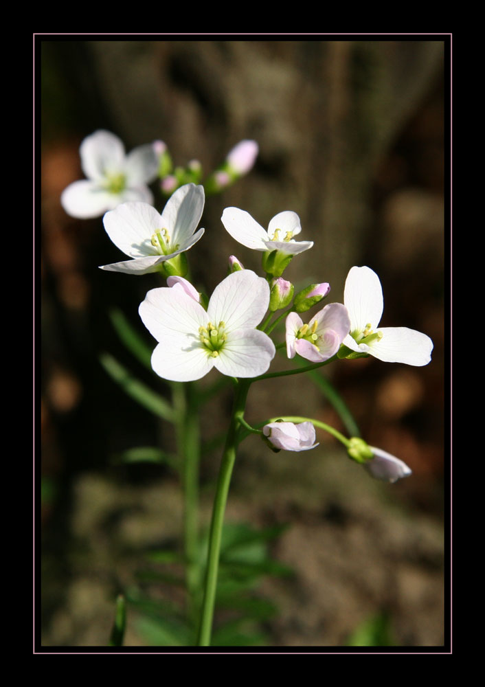 Wiesenschaumkraut