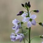 Wiesenschaumkraut