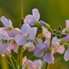 Wiesenschaumkraut