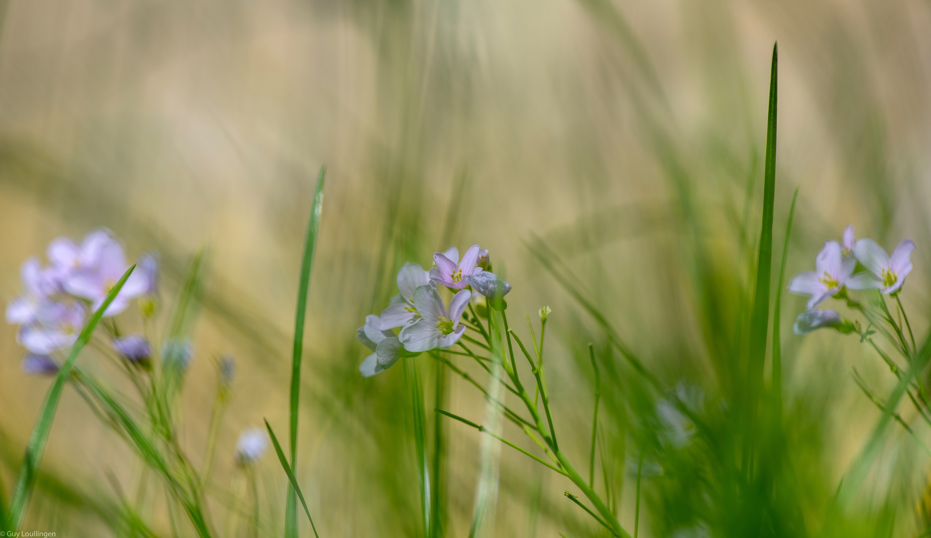 Wiesenschaumkraut _ 3