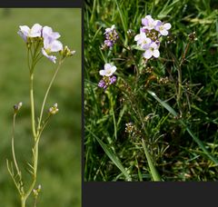 Wiesenschaumkraut