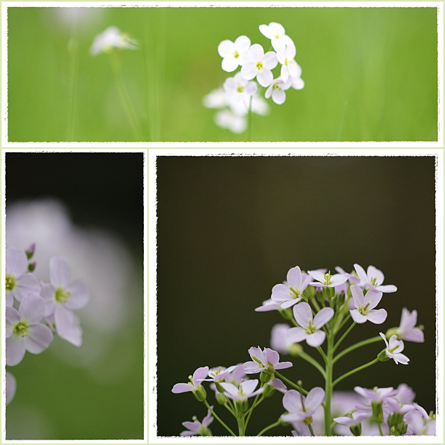 Wiesenschaumkraut