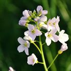 Wiesenschaumkraut