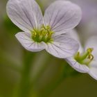 Wiesenschaumkraut