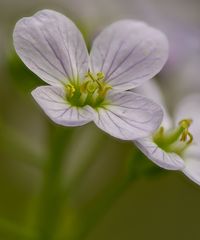 Wiesenschaumkraut