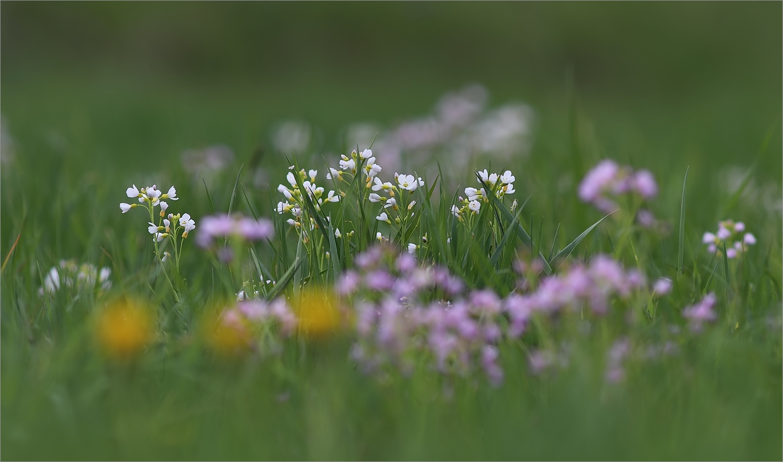 Wiesenschaumkraut