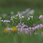 Wiesenschaumkraut