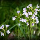 Wiesenschaumkraut