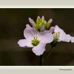 Wiesenschaumkraut