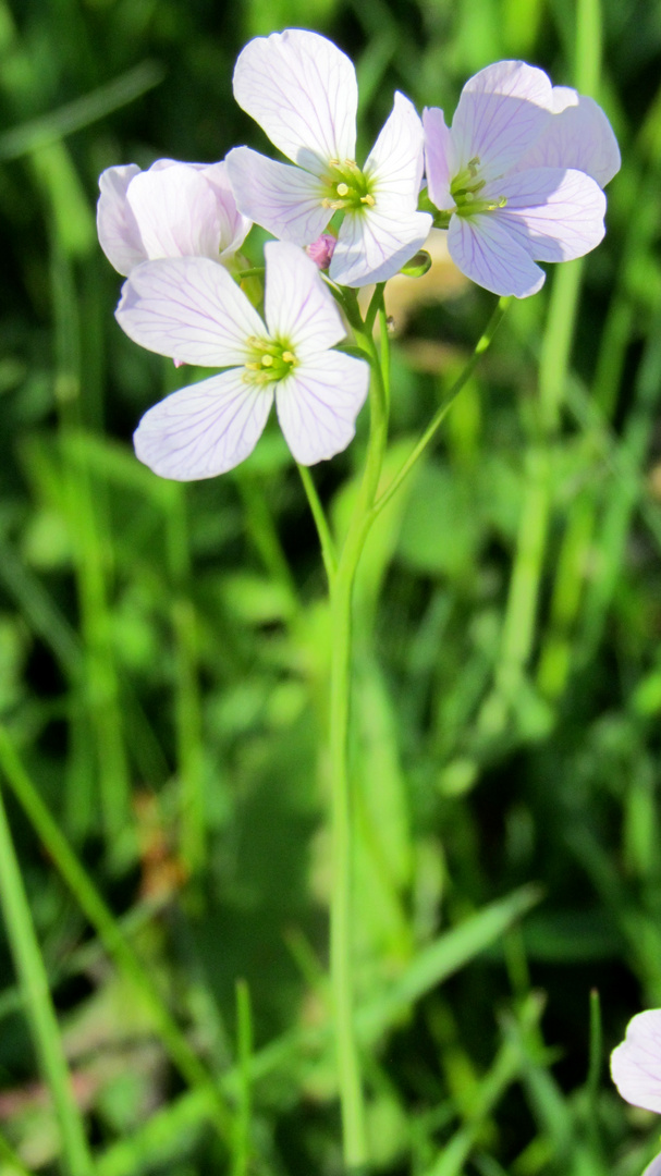 Wiesenschaumkraut