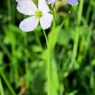 Wiesenschaumkraut