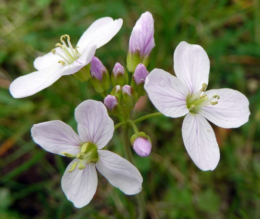 Wiesenschaumkraut