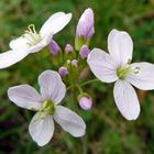 Wiesenschaumkraut