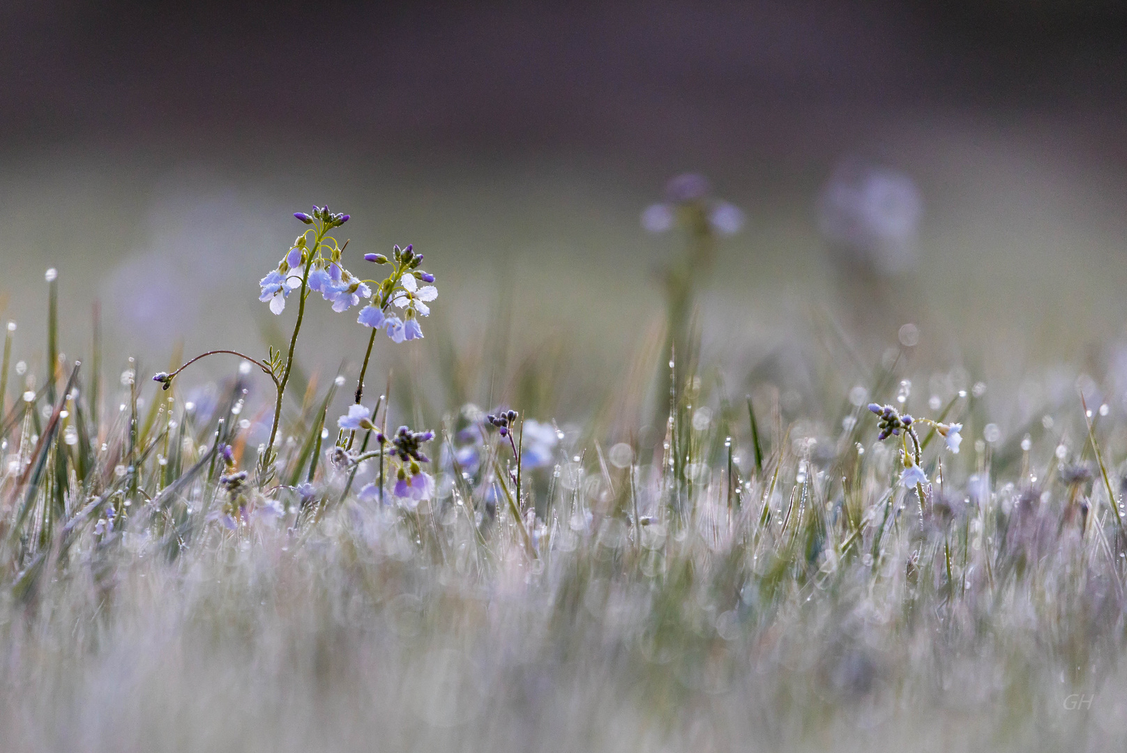 Wiesenschaumkraut