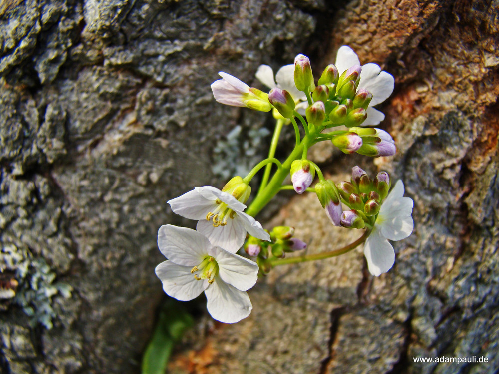 wiesenschaumkraut