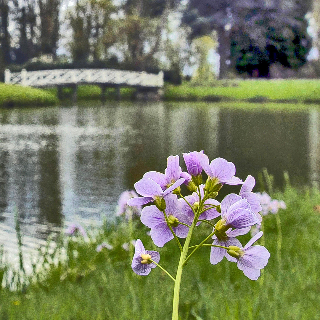 Wiesenschaumkraut...