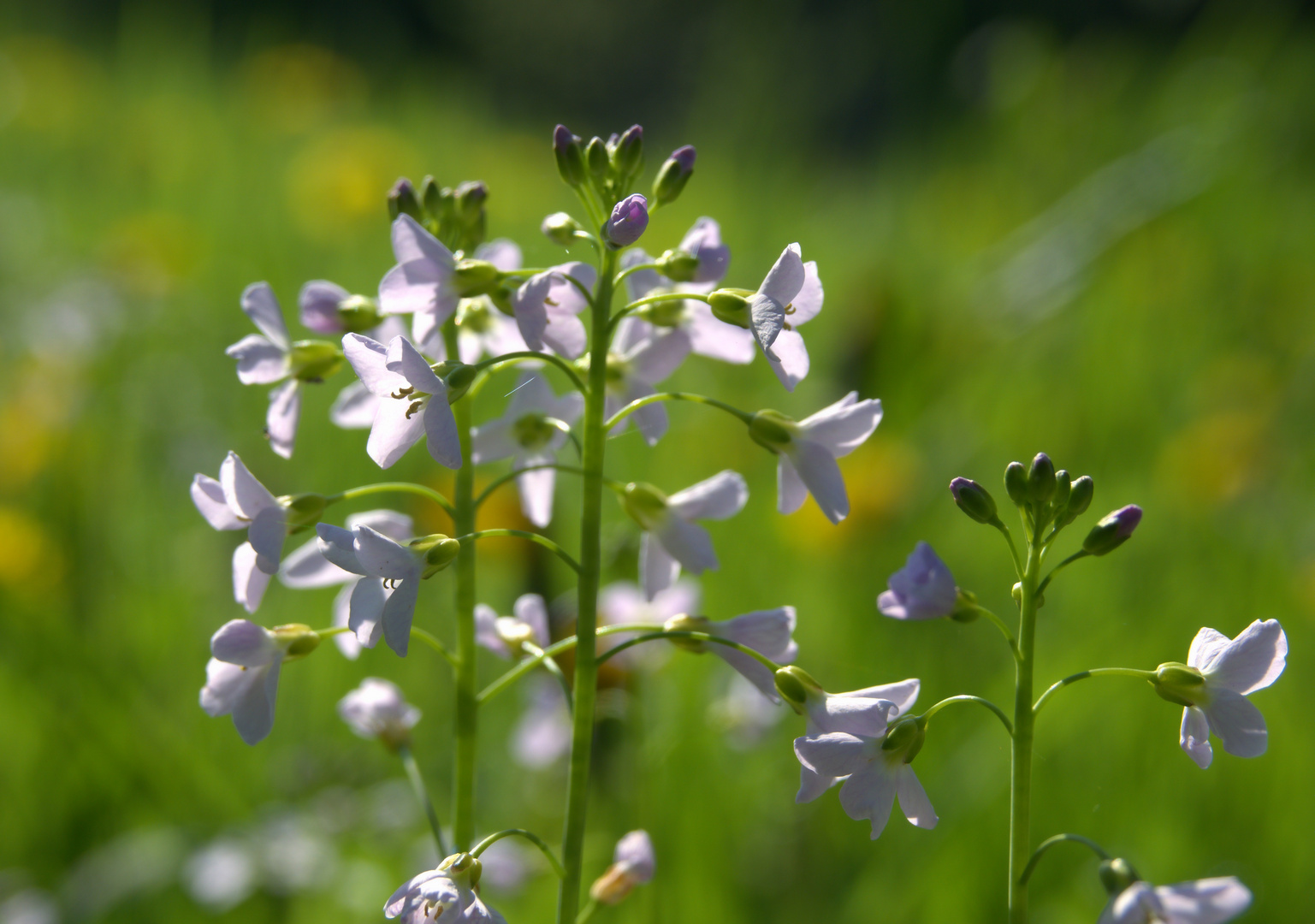 Wiesenschaumkraut