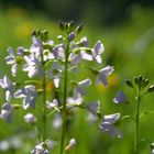 Wiesenschaumkraut