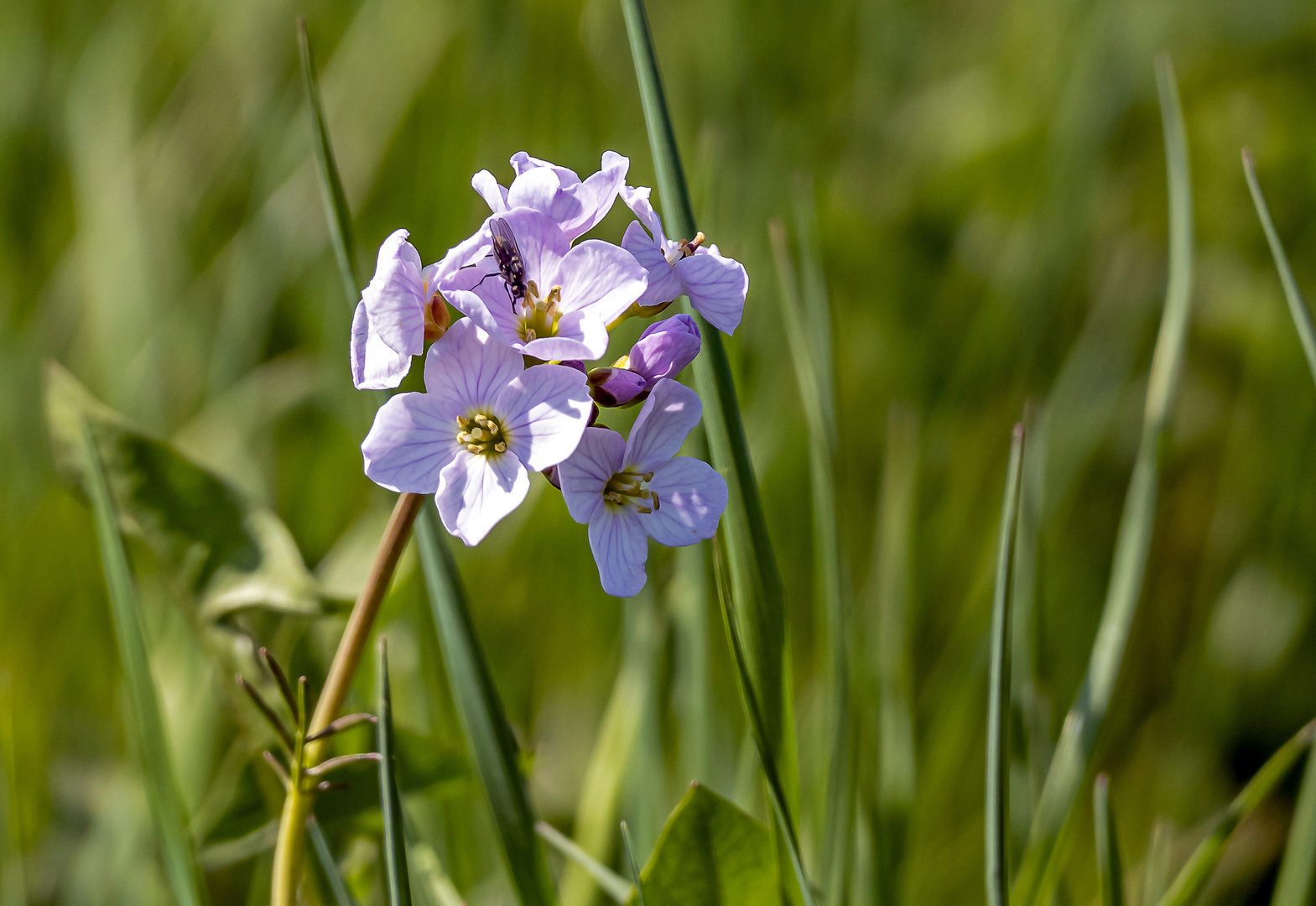 Wiesenschaumkraut