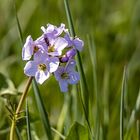 Wiesenschaumkraut