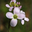 Wiesenschaumkraut