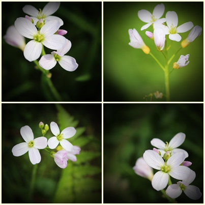 Wiesenschaumkraut