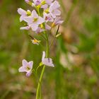 Wiesenschaumkraut