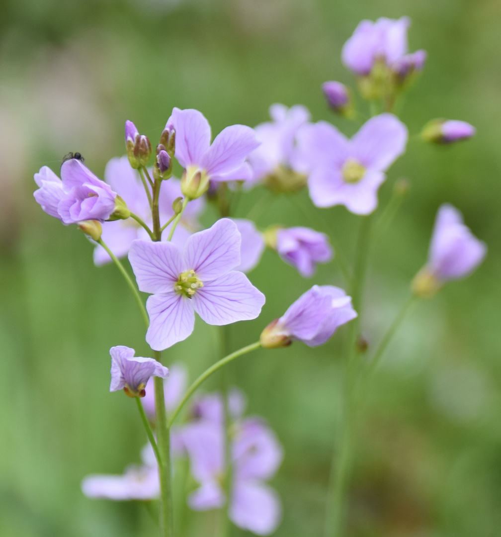 Wiesenschaumkraut