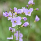 Wiesenschaumkraut