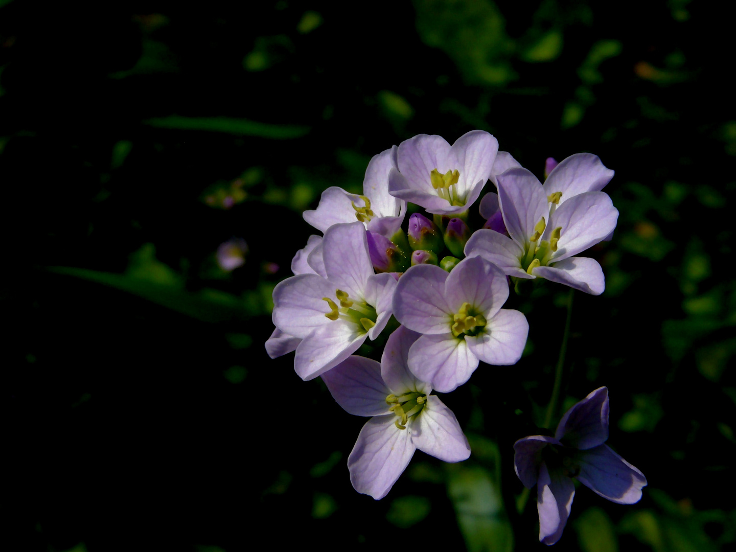 Wiesenschaumkraut