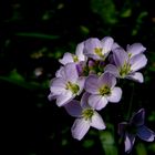 Wiesenschaumkraut