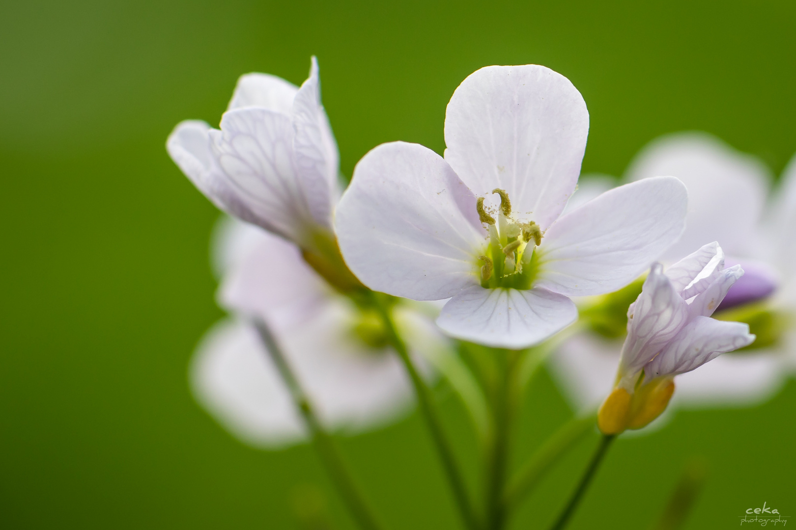 Wiesenschaumkraut