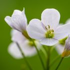 Wiesenschaumkraut