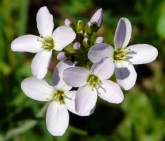 Wiesenschaumkraut