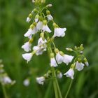 Wiesenschaumkraut