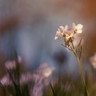 Wiesenschaumkraut