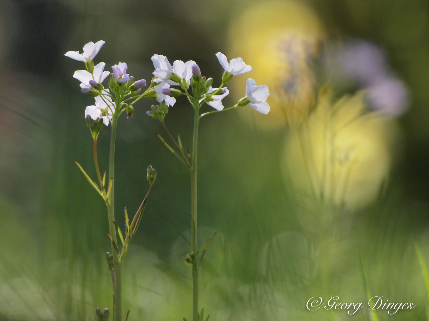 Wiesenschaumkraut