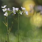 Wiesenschaumkraut