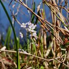 Wiesenschaumkraut