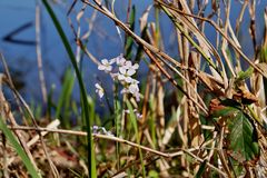 Wiesenschaumkraut