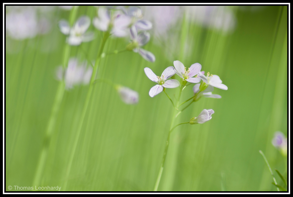 Wiesenschaumkraut