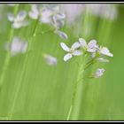 Wiesenschaumkraut