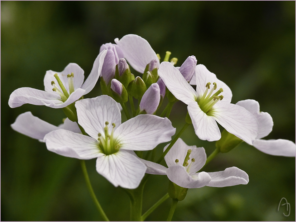 Wiesenschaumkraut