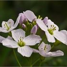 Wiesenschaumkraut