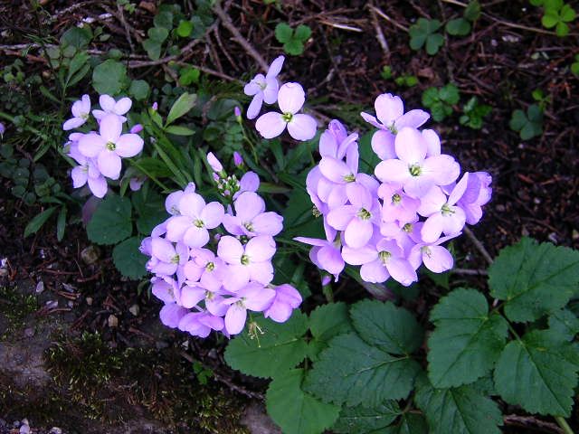 Wiesenschaumkraut