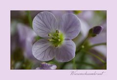 Wiesenschaumkraut....