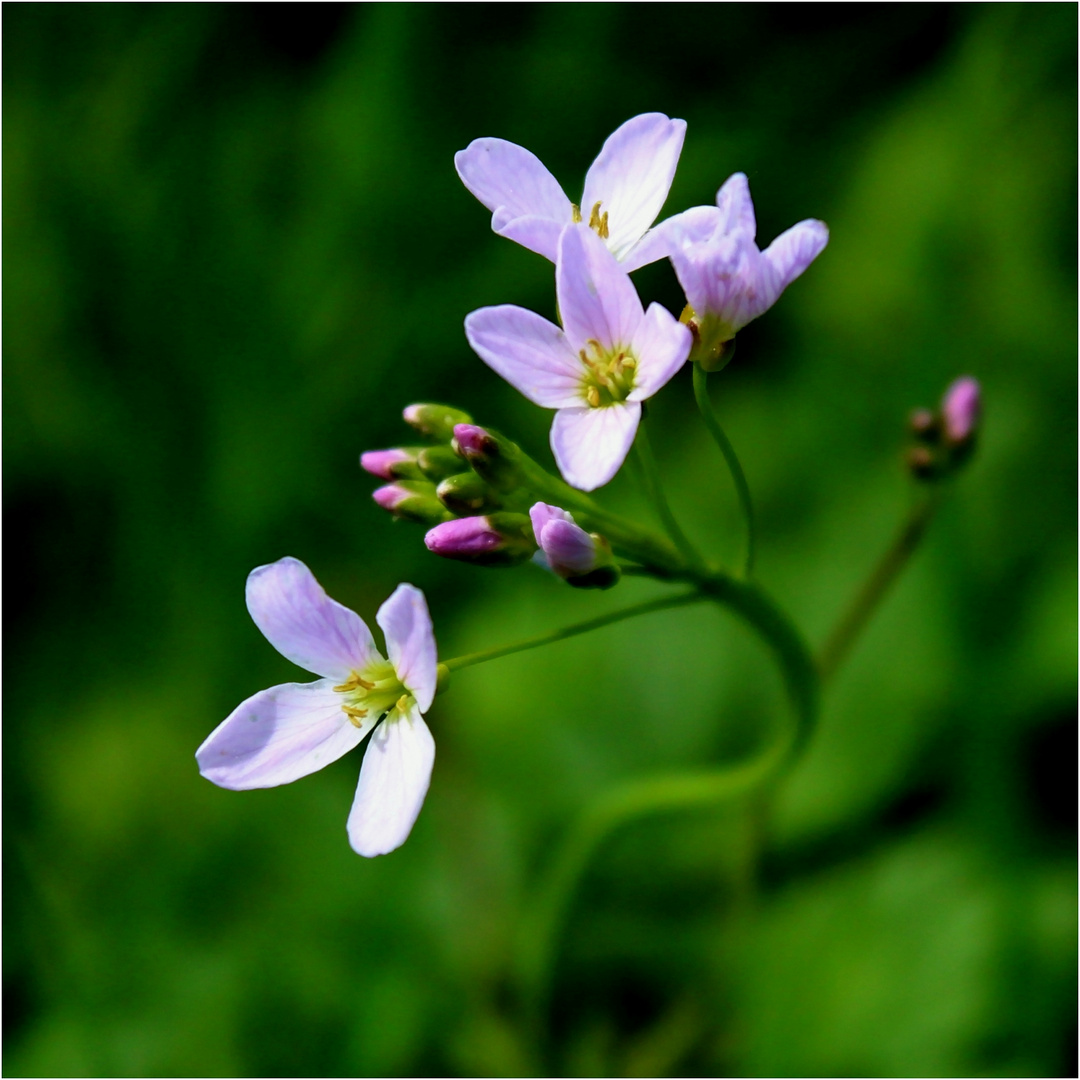 Wiesenschaumkraut