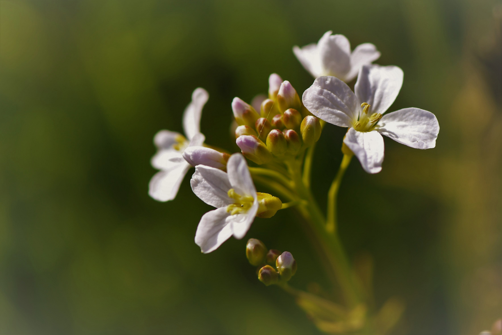 Wiesenschaumkraut