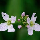 Wiesenschaumkraut