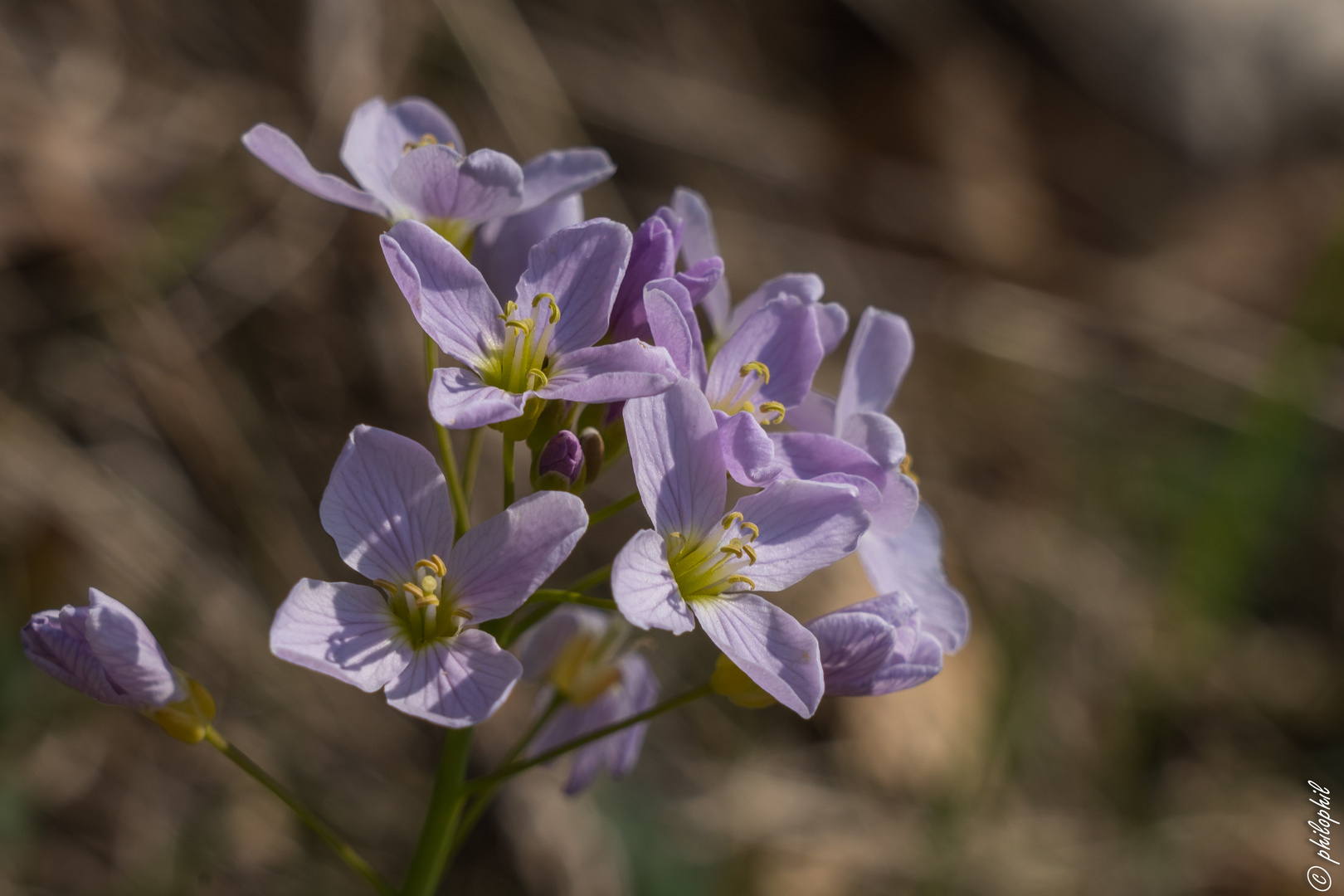 Wiesenschaumkraut